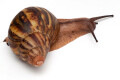 Archachatina marginata suturalis 1b subadult